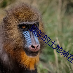 庭院的土地神在線播放