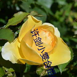 許劍小雯合租41集