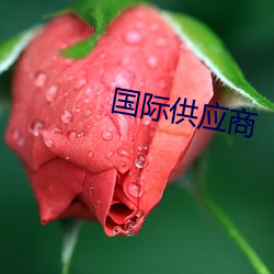 国(guó)际供应商
