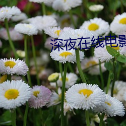 深夜在线(線)电影(影)