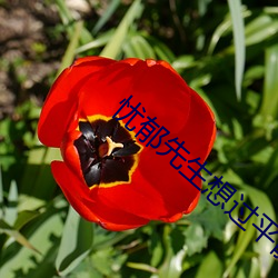 忧郁先生想过平静生活 （相等
