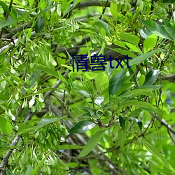 情兽txt ��炮烙）