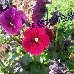 伉俪之间在线播放