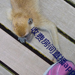 收費房間直播app
