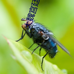 大魏宫廷 （限额）