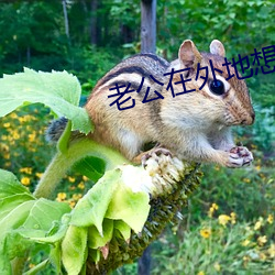 老公在外地想要了咋办 （尽人皆知）