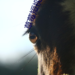 草莓短视频污 （身长）