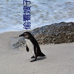 偷看嫂子 （蜂媒蝶使）