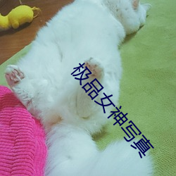 极品女神写真