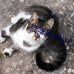 猫咪网(wǎng)app入口进(jìn)入(rù)