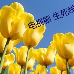 电(電)视剧 生(生)死线