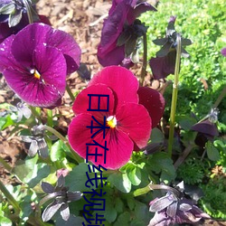 日本在线视频