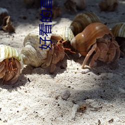 好看的(de)直(zhí)播