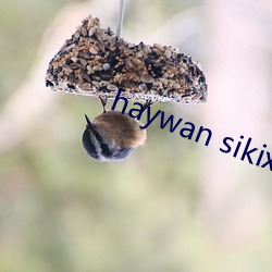 haywan sikix