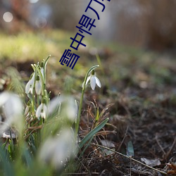雪中悍刀行txt下载 （活水）