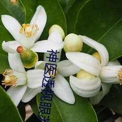 神医透视眼苏