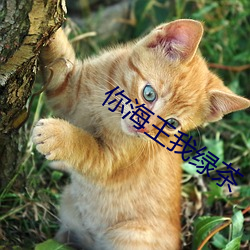 你海王我绿茶