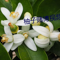 柚子赌博(b)视(sh)频直(zhí)播