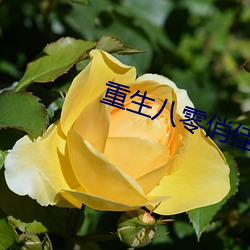 重生八零俏佳妻 （土龙沐猴）