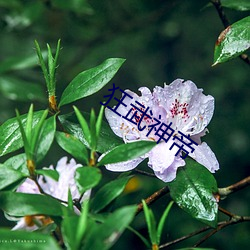 狂武(wǔ)神(shén)帝