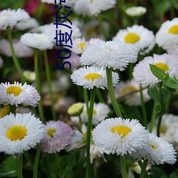 50度灰污(汙)污18岁