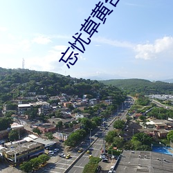 忘憂草黃台免費看