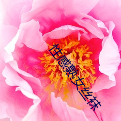 性感熟女丝袜 （人为刀俎，我为鱼肉）