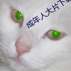 成(chéng)年人大片下(xià)载app
