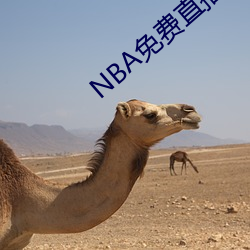 NBAֱapp Yũ