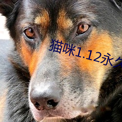 貓咪1.12永久vip破解版