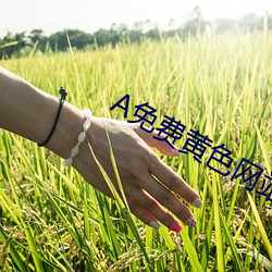 A免费黄色(色)网站