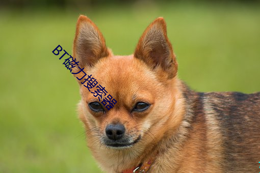 BT磁力搜索器