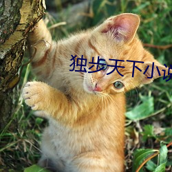 独步天下小说