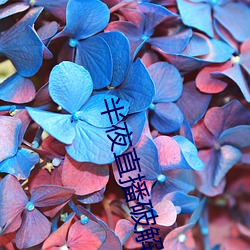 半夜直播破解版