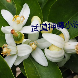 武道神尊小说