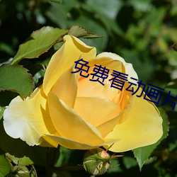 免费(費)看(看)动画片