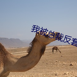 我被總裁反套路