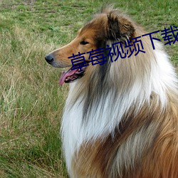 草莓视频下载
