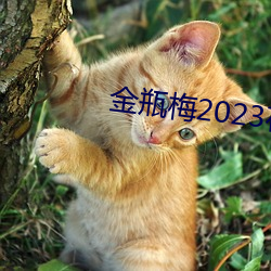 ƿ÷2023ھ^