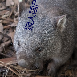 狼人國産