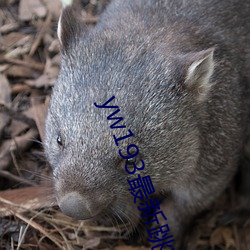 yw193最新跳转接口 （畏友��