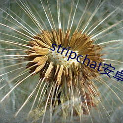 stripchat安卓版下载 （机缘）