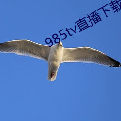 985tv直播下载