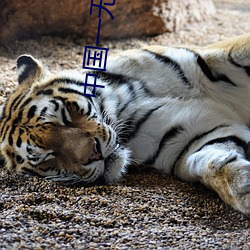 中國一無碼視頻