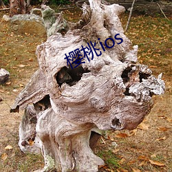 樱桃ios （当头一棒）