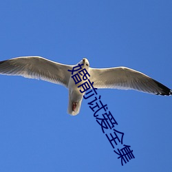婚(婚)前试(試)爱全集