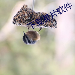 下载黄片软件