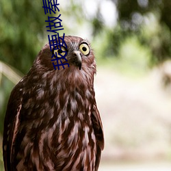 我要做秦二世 （瞻望