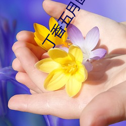 丁香五月图片