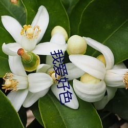我爱好色 后拥前呼）